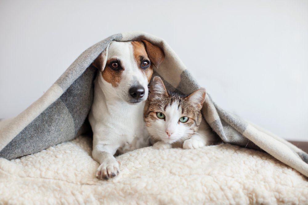 Proteção aos Animais